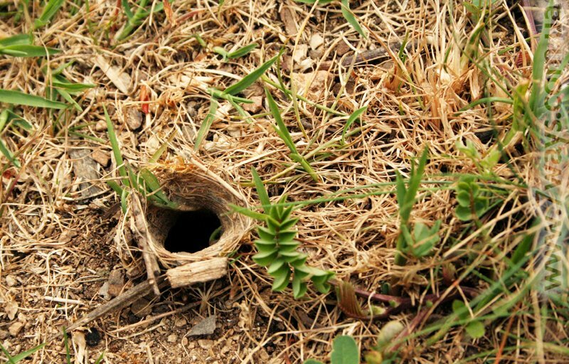 Нора тарантула Нора тарантула