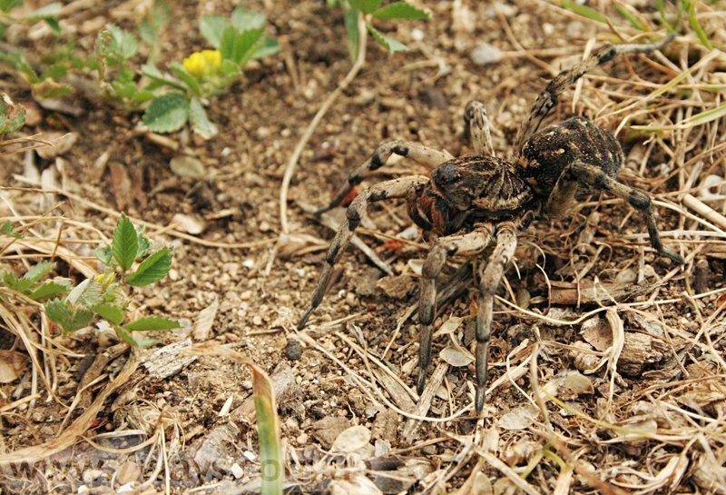 Взрослый тарантул Взрослый тарантул
