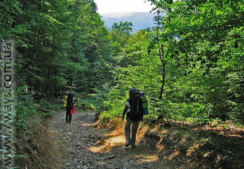 Группа на лесной дороге Группа на лесной дороге