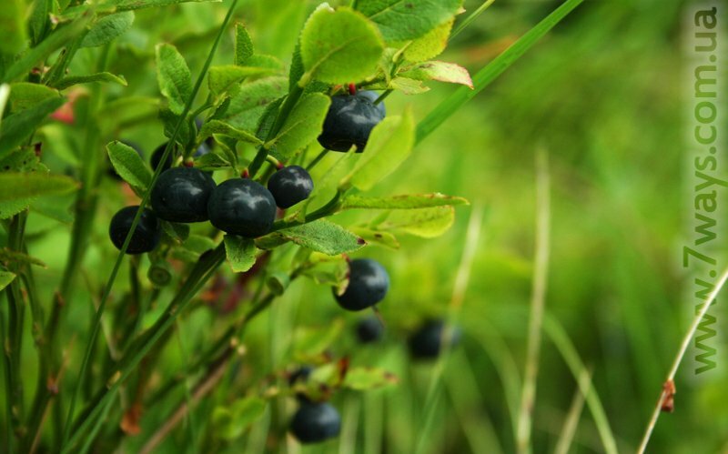 Черника в Карпатах Черника в Карпатах