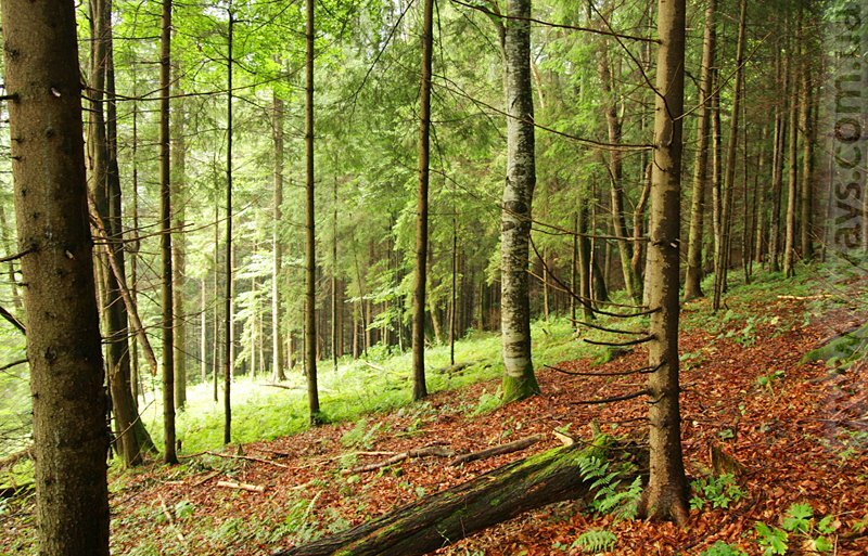 Лес в Карпатах Лес в Карпатах