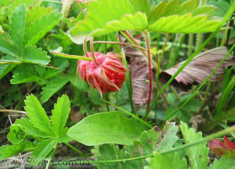 Горная земляника Горная земляника