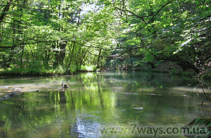 Каньон в тени деревьев Каньон в тени деревьев