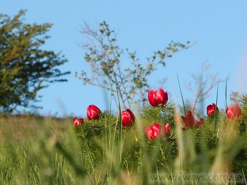 Крымские пионы Крымские пионы