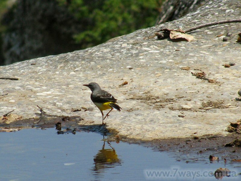 Птица рядом с водопадом Джурла Птица рядом с водопадом Джурла