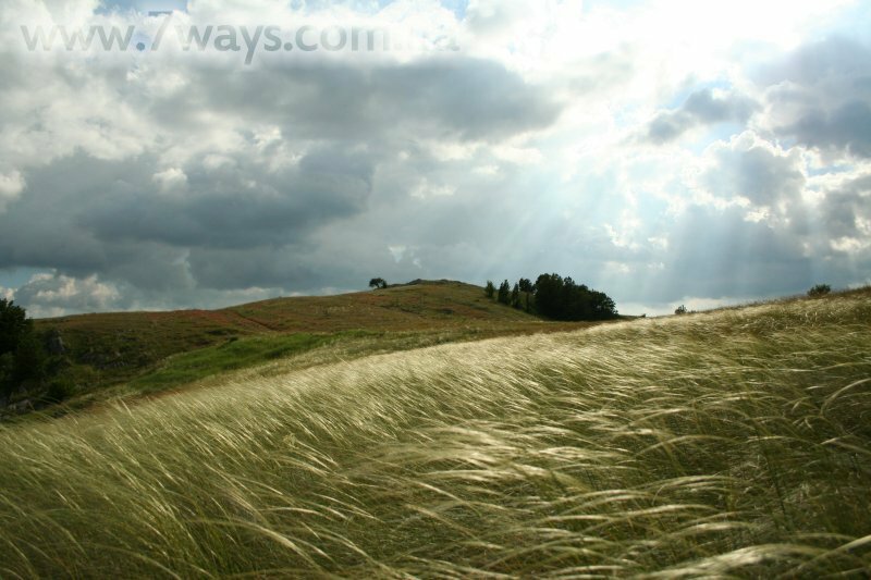 Ковыль на Караби-яйле Ковыль на Караби-яйле