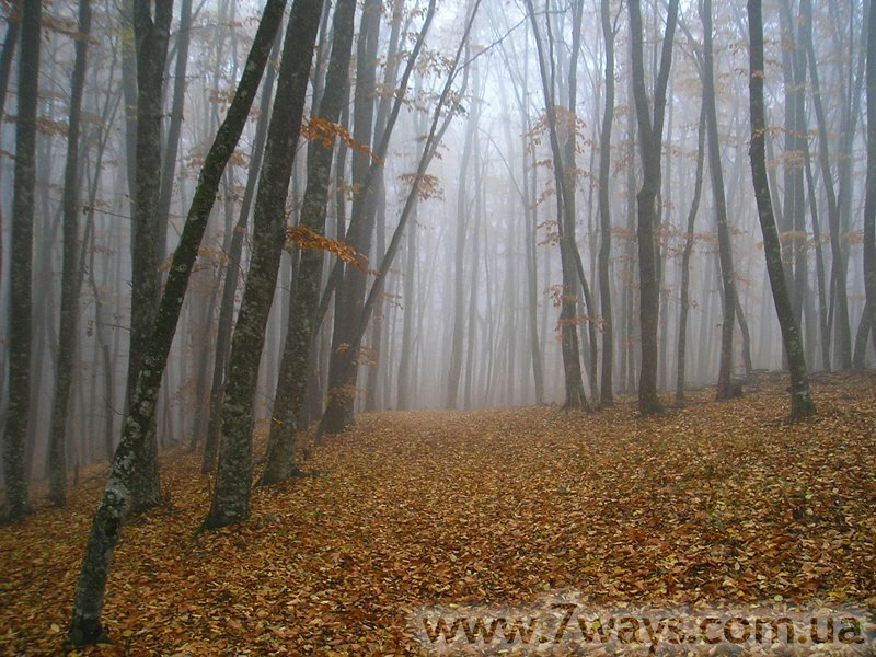 Тисовое ущелье - осень, Крым Тисовое ущелье - осень, Крым