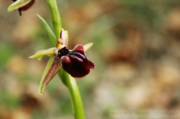 Орхидеи Крыма - Офрис крымская