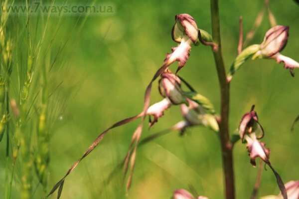 Орхидеи Крыма - ремнелепестник козлиный